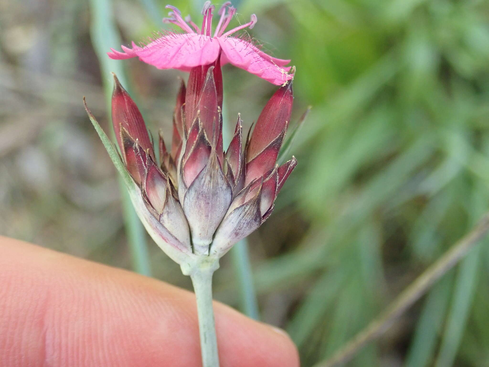 Image de Dianthus giganteus Dum.-Urville