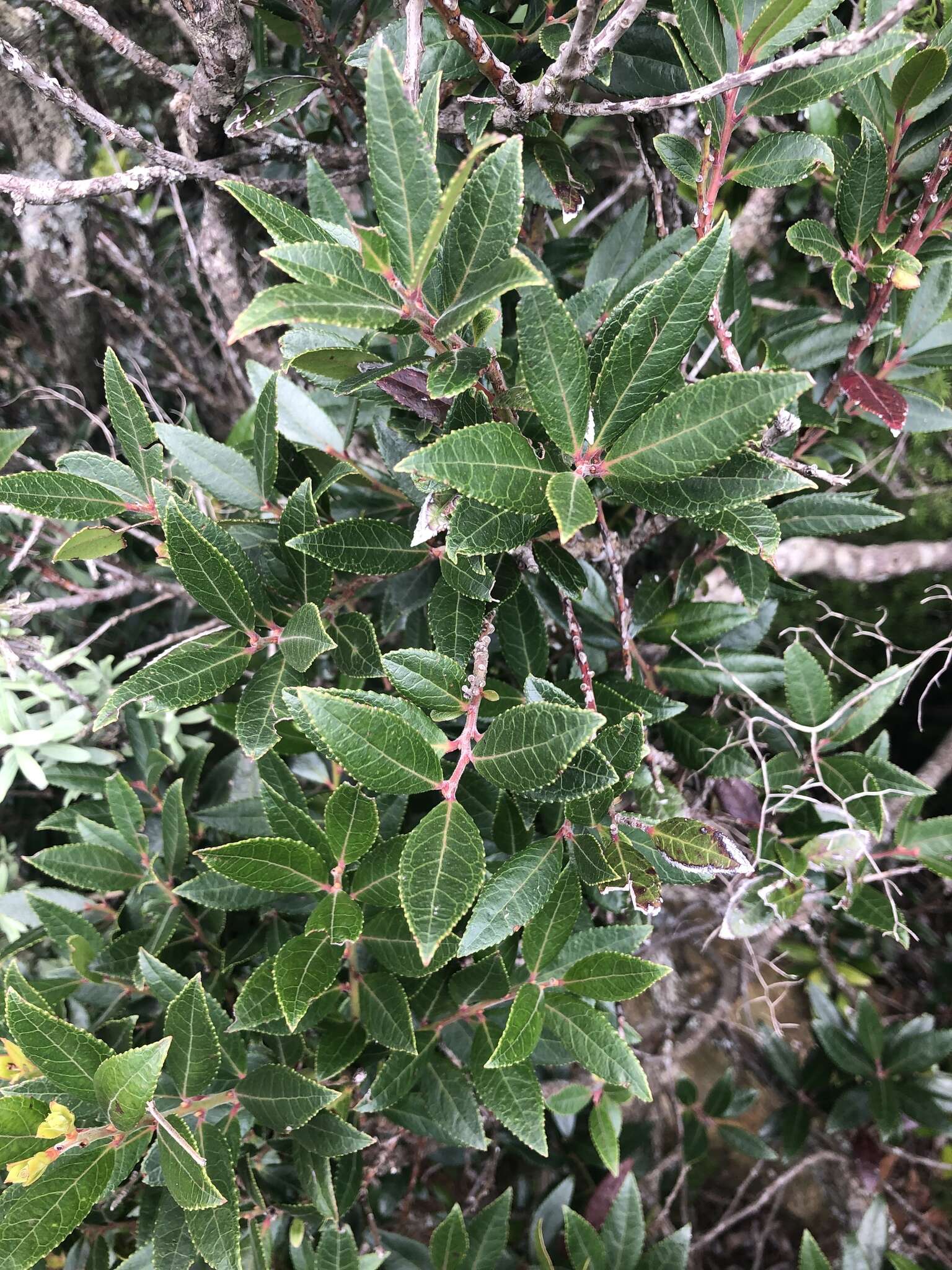 Image of Vaccinium exul Bolus