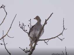 Image of Sharp-tailed Grouse