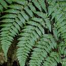 Image of Dryopteris hendersonii (Bedd.) C. Chr.