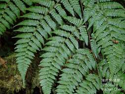 Sivun Dryopteris hendersonii (Bedd.) C. Chr. kuva