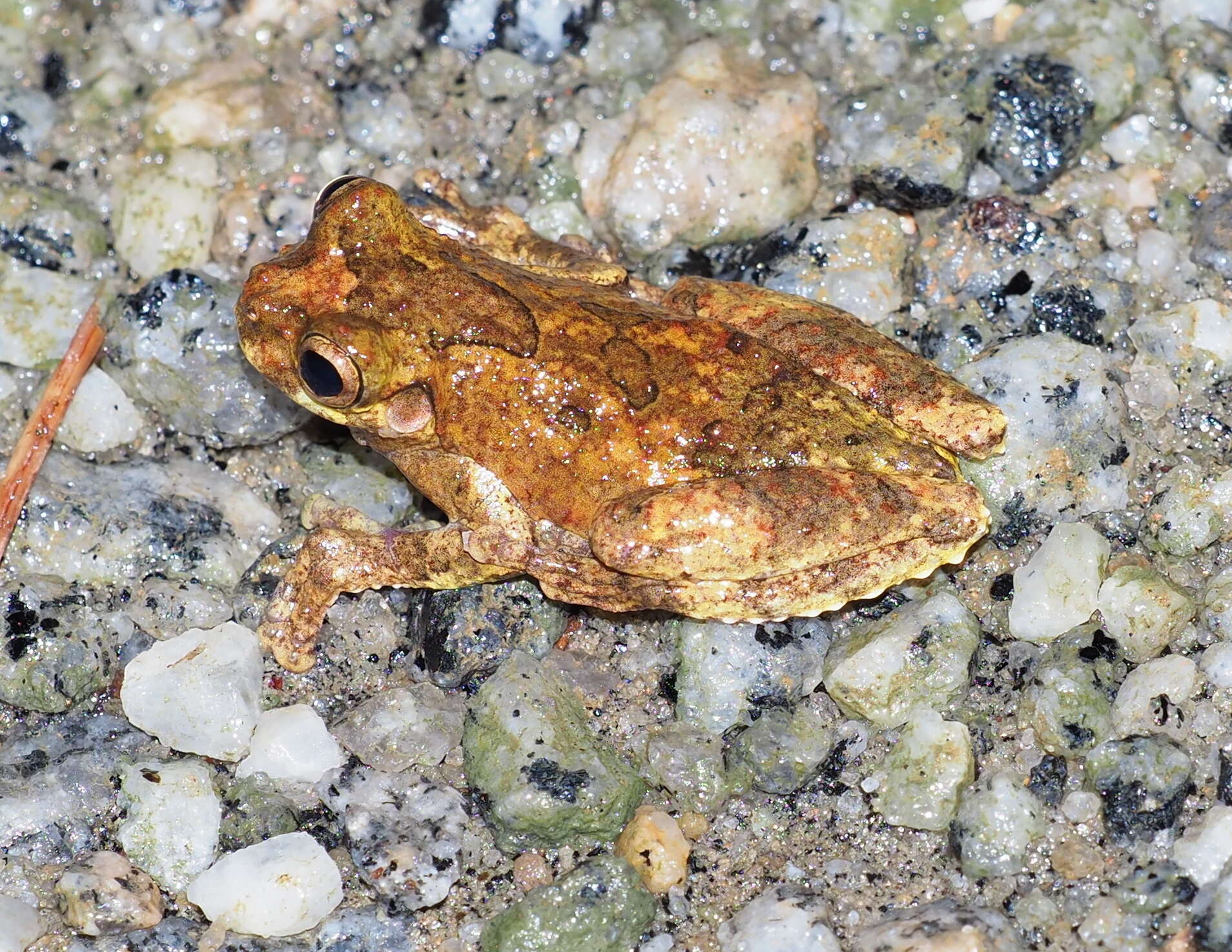 Image of Dendropsophus seniculus (Cope 1868)