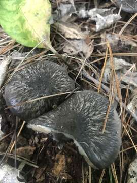 Image of Pluteus velutinornatus G. Stev. 1962