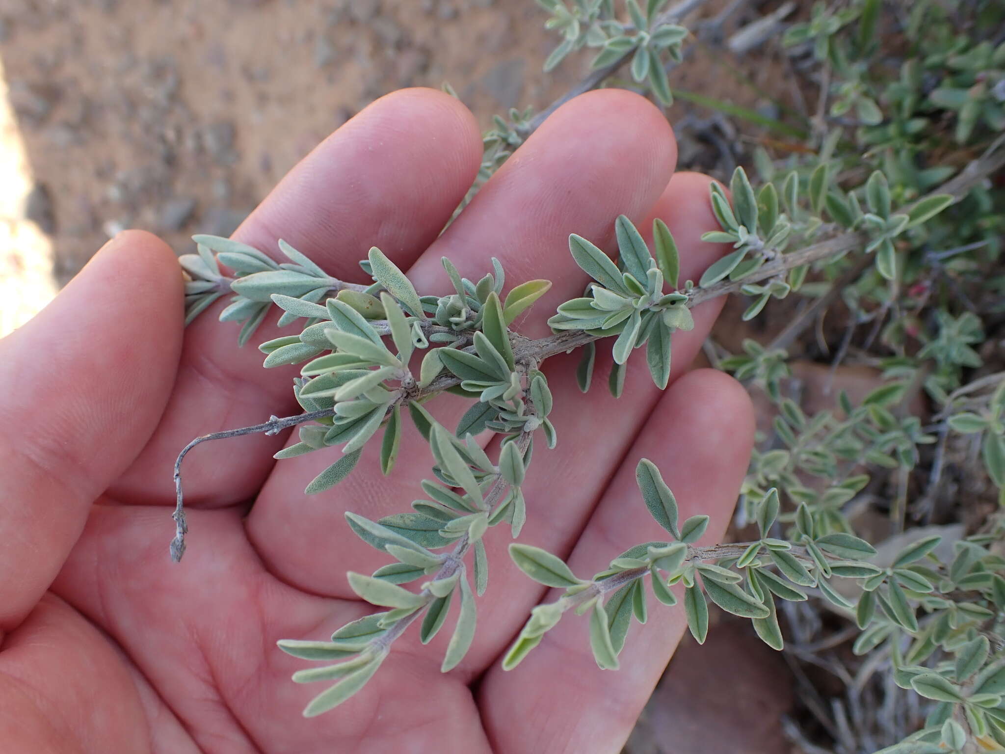 Image of Ocimum burchellianum Benth.