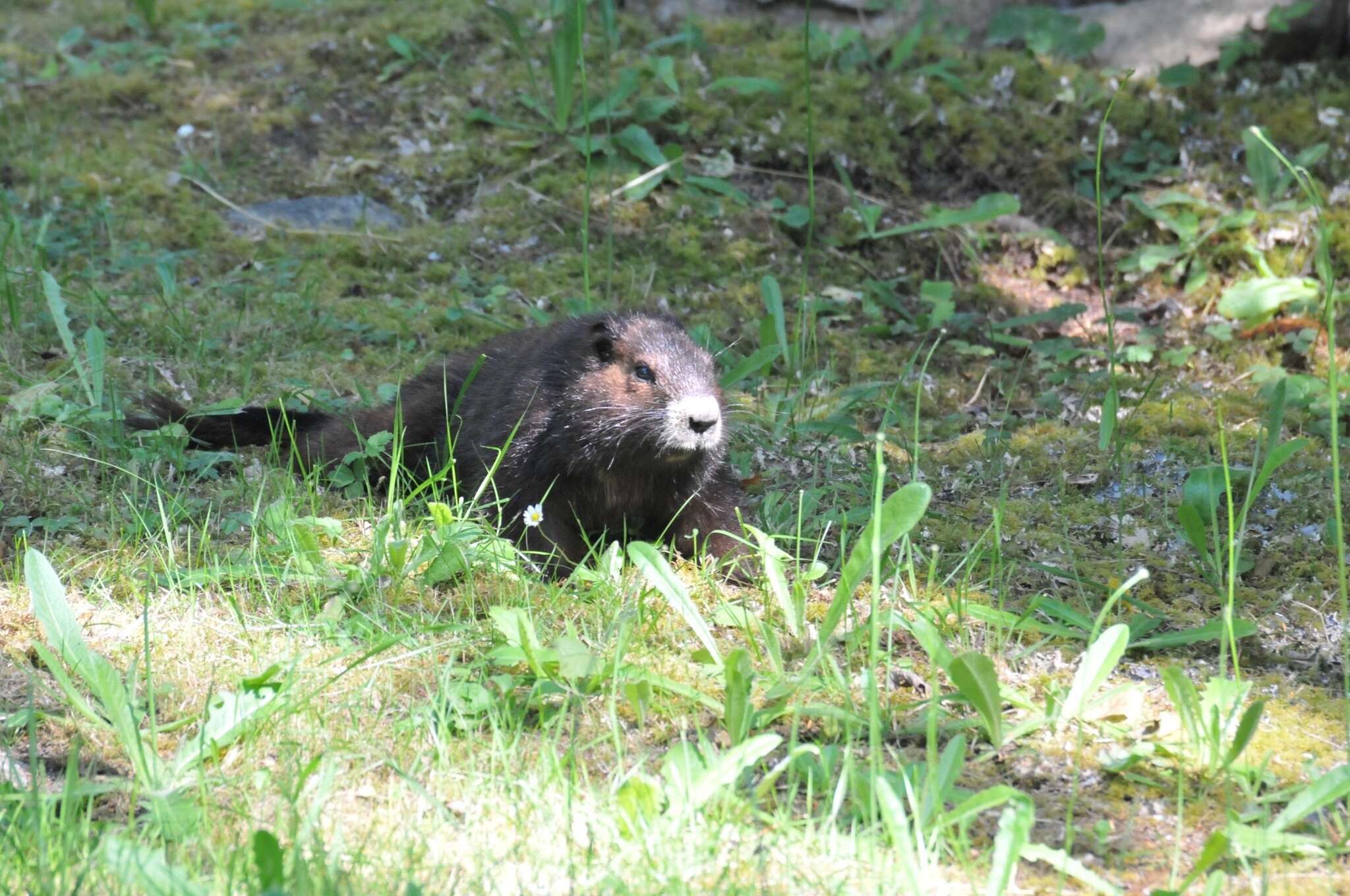 Image de Marmotte de l'île de Vancouver