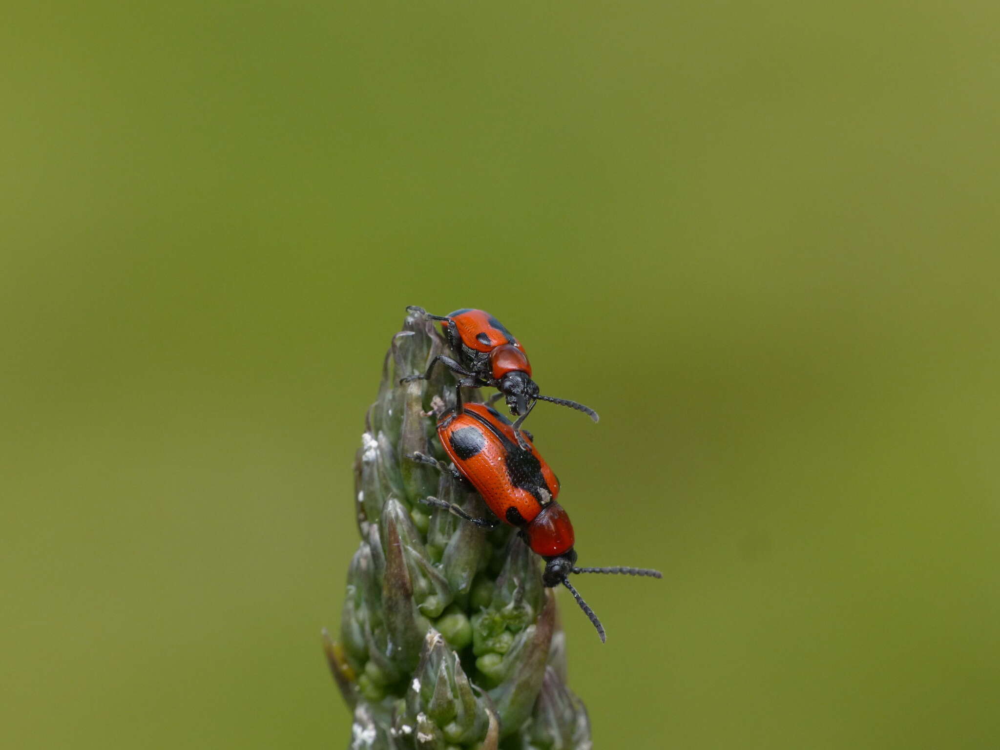 Image of <i>Crioceris quinquepunctata</i>