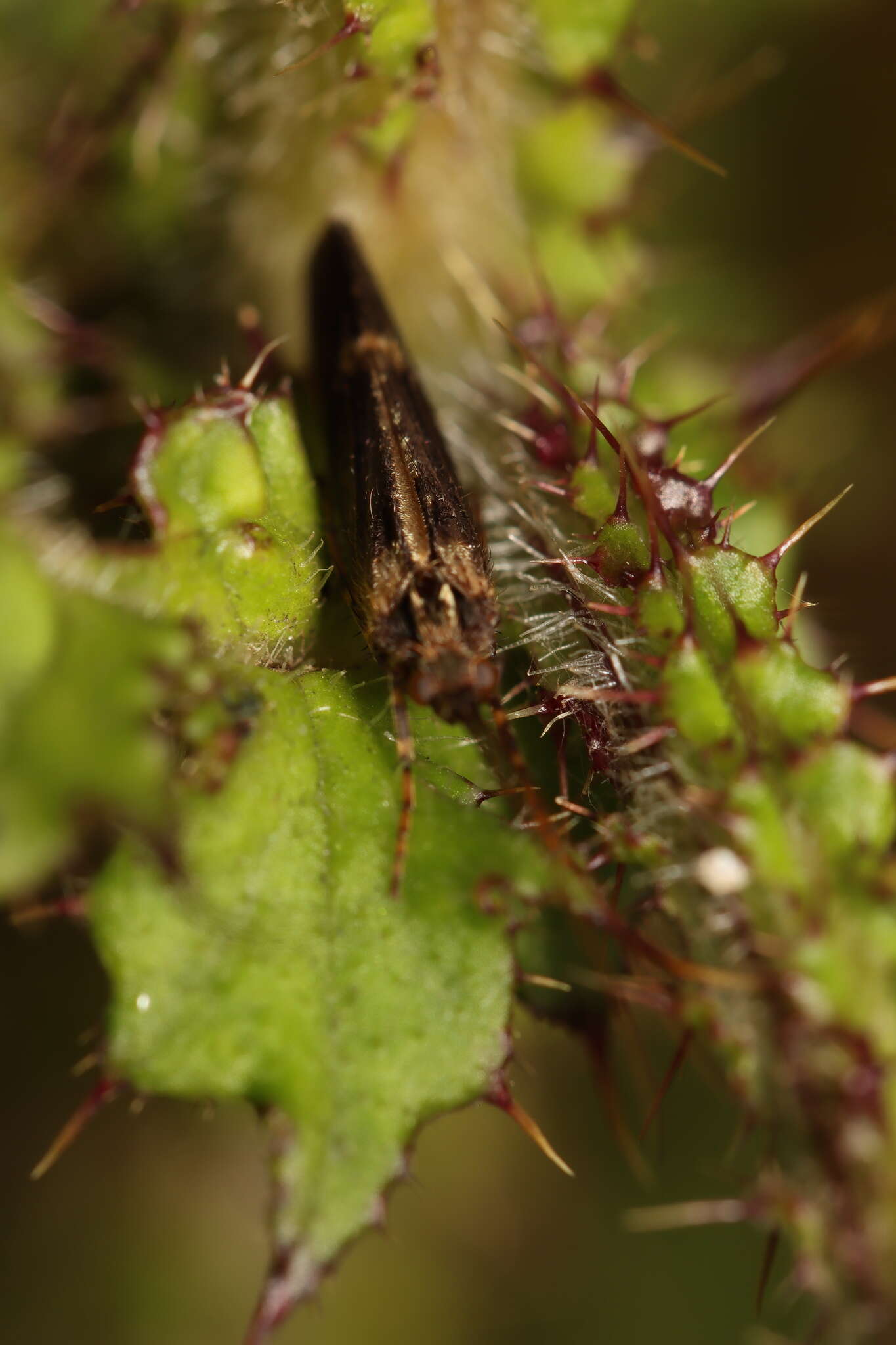 صورة Limnephilus sparsus Curtis 1834