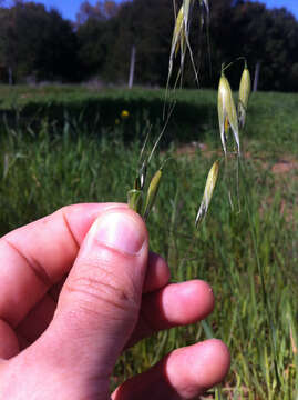 Image of wild oat