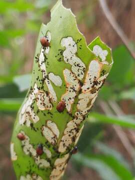 Image of <i>Podagricomela nigricollis</i>