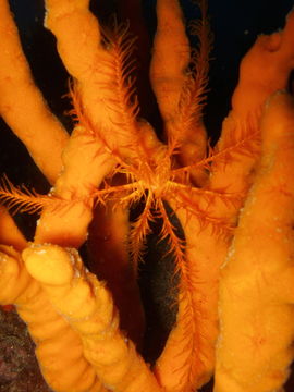 Image of feather star