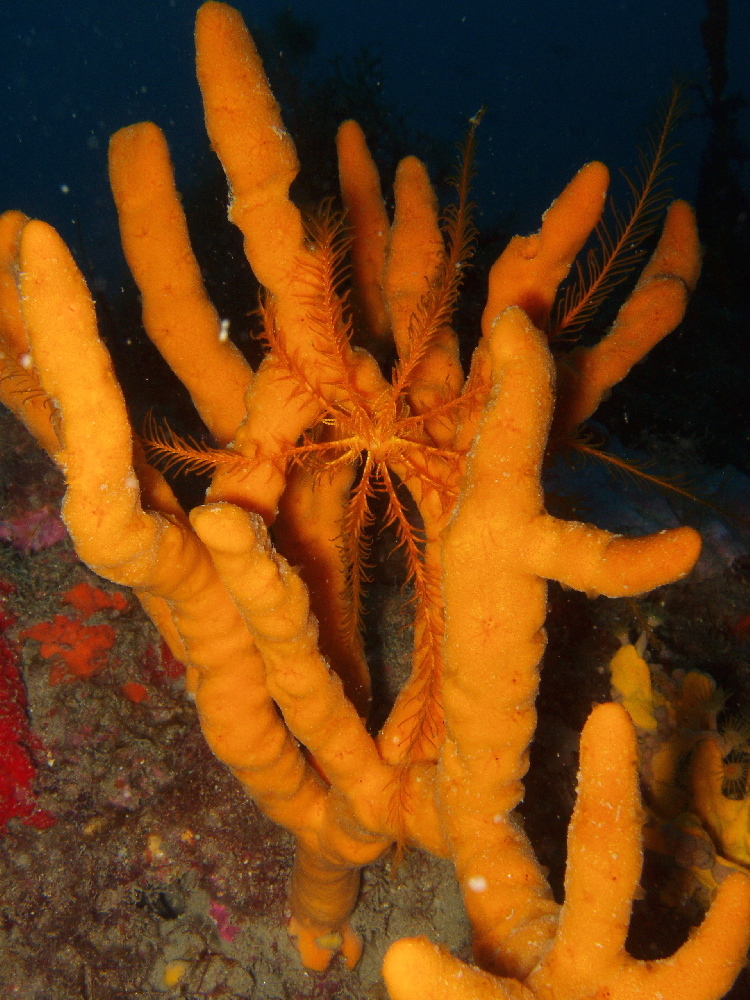 Image of feather star
