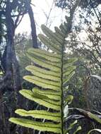 Plancia ëd Polypodium pellucidum Kaulf.