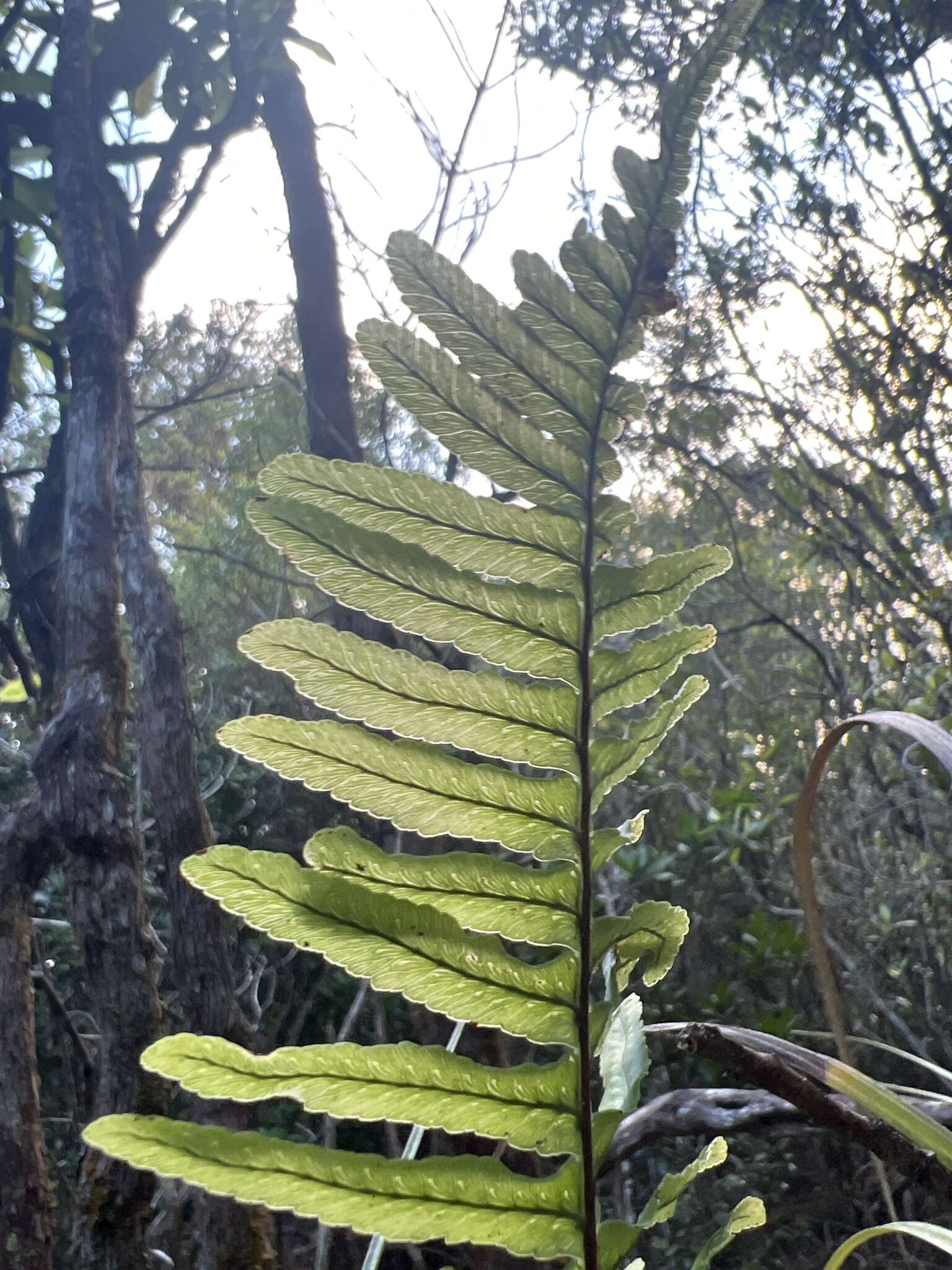 Polypodium pellucidum Kaulf.的圖片