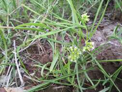 Image de Stenostelma capense Schltr.