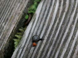 Image of Black Gloss Snail