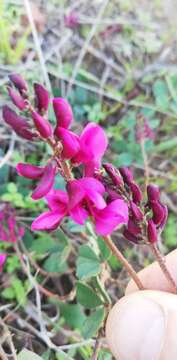 Plancia ëd Indigofera discolor Rydb.