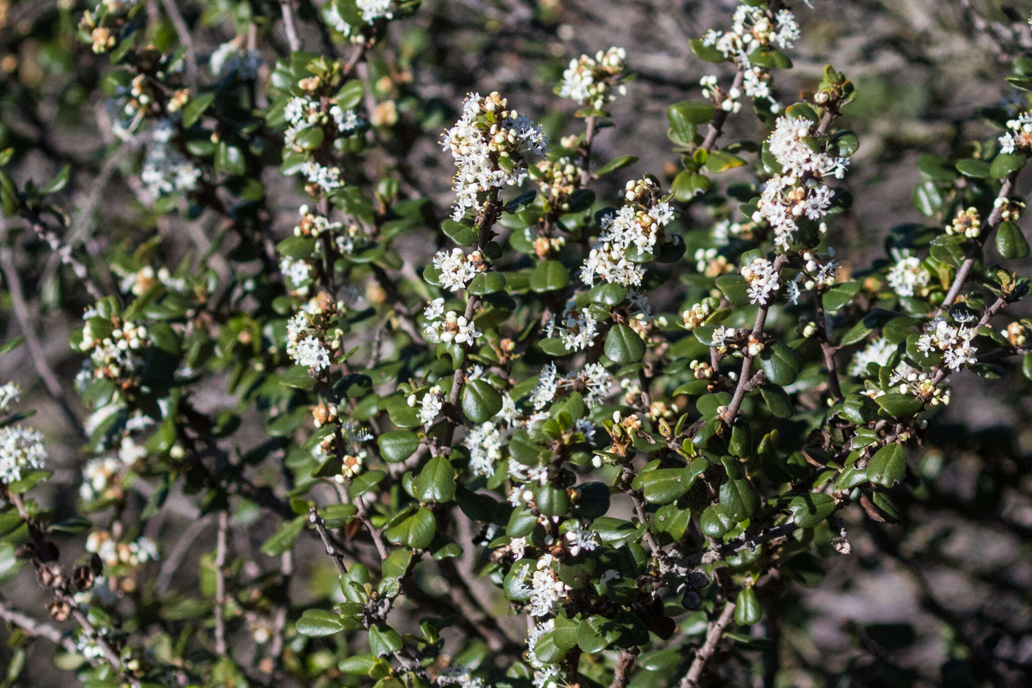 Image of barranca brush