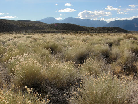 Image of yellow rabbitbrush