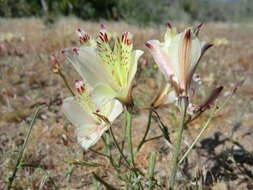 Image of Alstroemeria diluta Ehr. Bayer