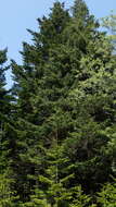 Image de Picea glehnii (F. Schmidt) Mast.