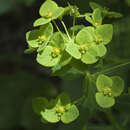 Image of Euphorbia lucorum Rupr.