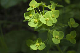 Слика од Euphorbia lucorum Rupr.