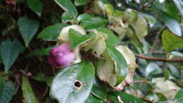 Imagem de Drymonia oinochrophylla (Donn. Sm.) D. N. Gibson