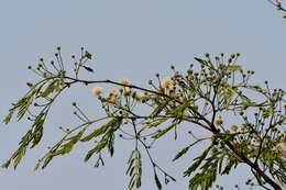 Plancia ëd Leucaena diversifolia (Schltdl.) Benth.