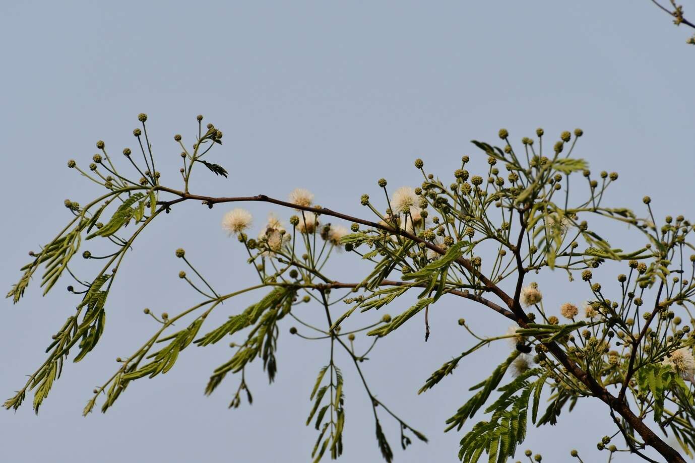 Plancia ëd Leucaena diversifolia (Schltdl.) Benth.