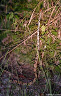 Image of Dog-toothed Cat Snake