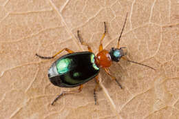 Image of Lebia (Lamprias) chlorocephala (J. J. Hoffmann 1803)