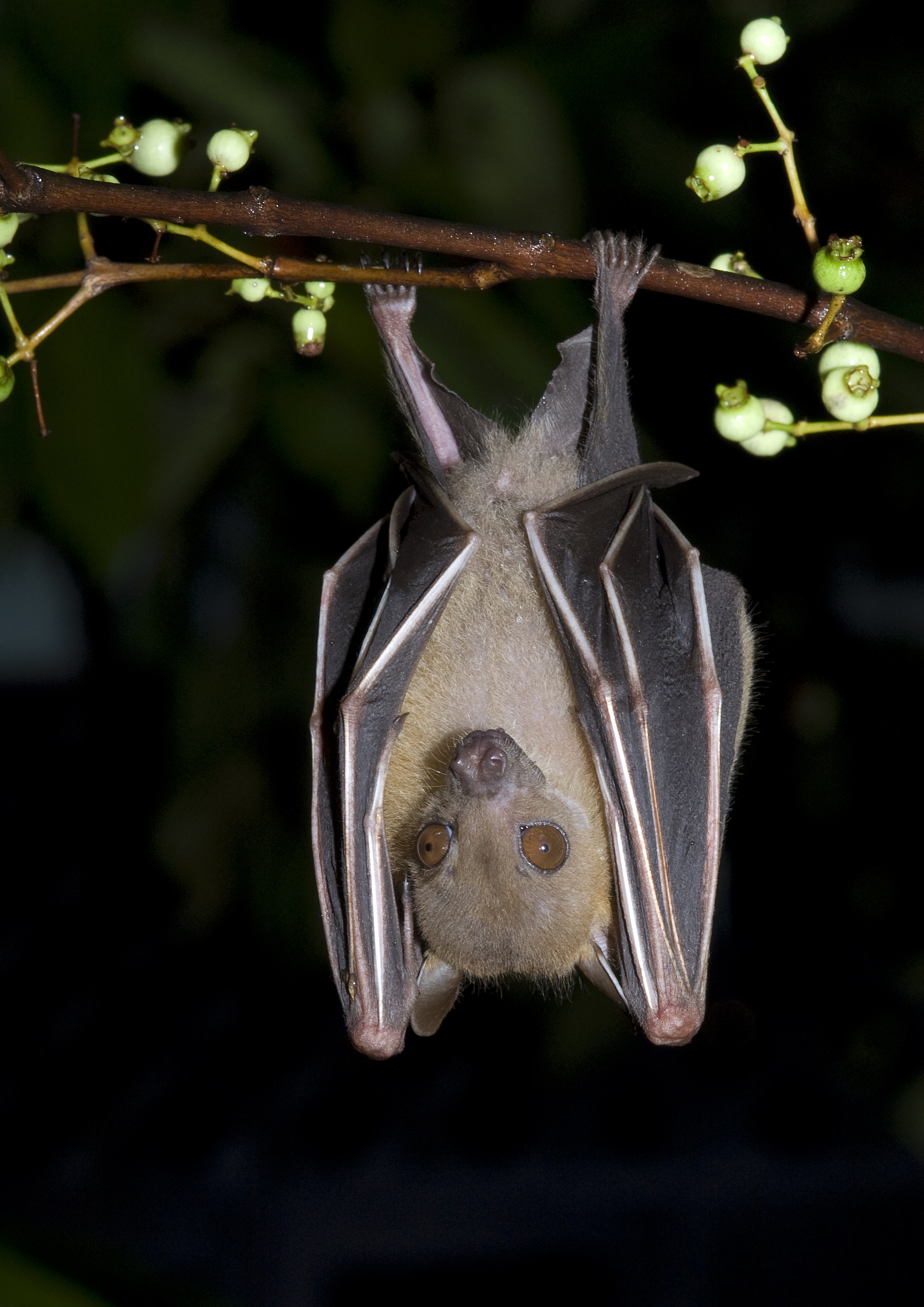Image of Common Short-nosed Fruit Bat