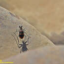 Image of Cicindela (Calomera) crespignyi Bates 1871