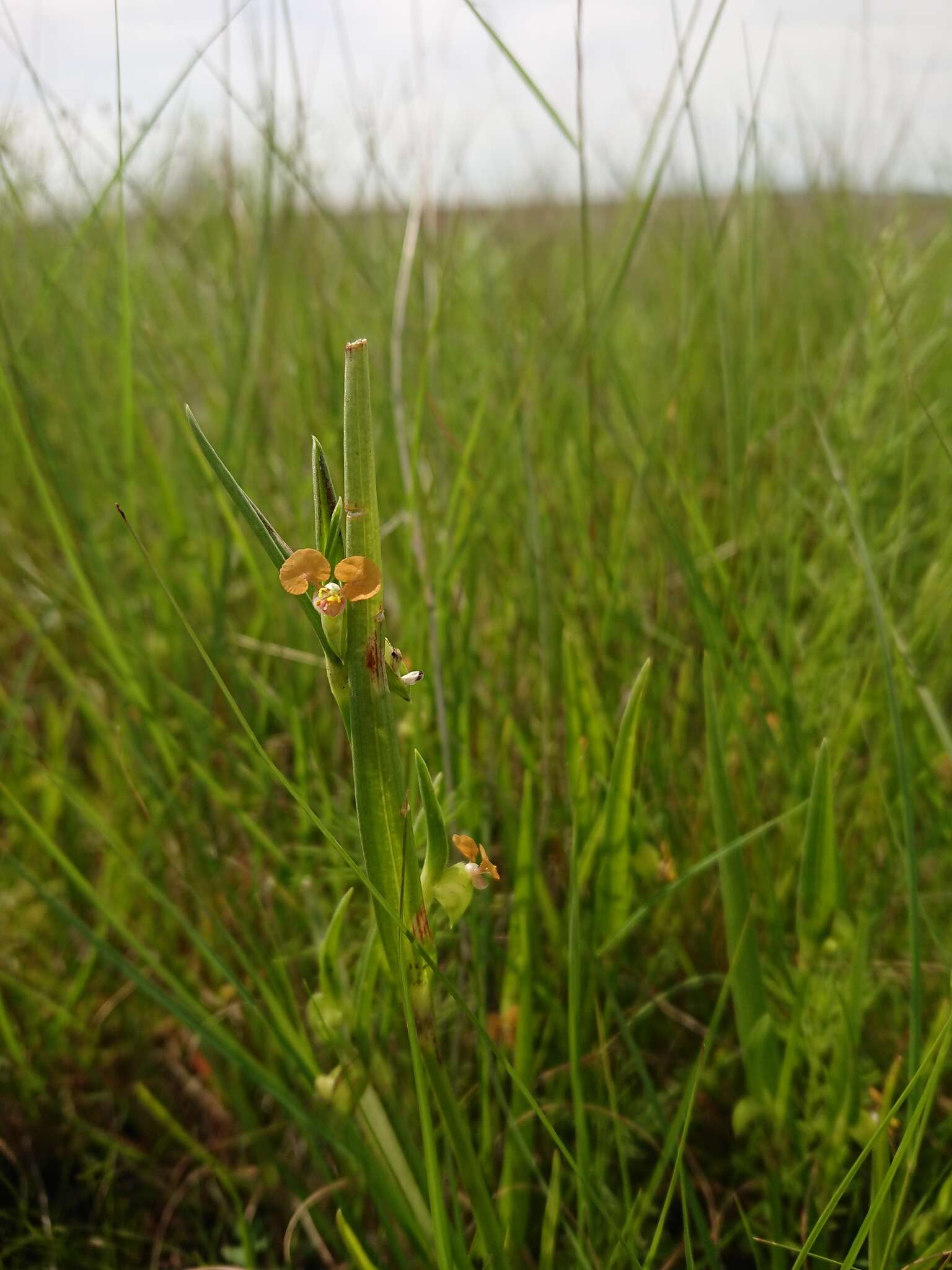 Image de Commelina subulata Roth