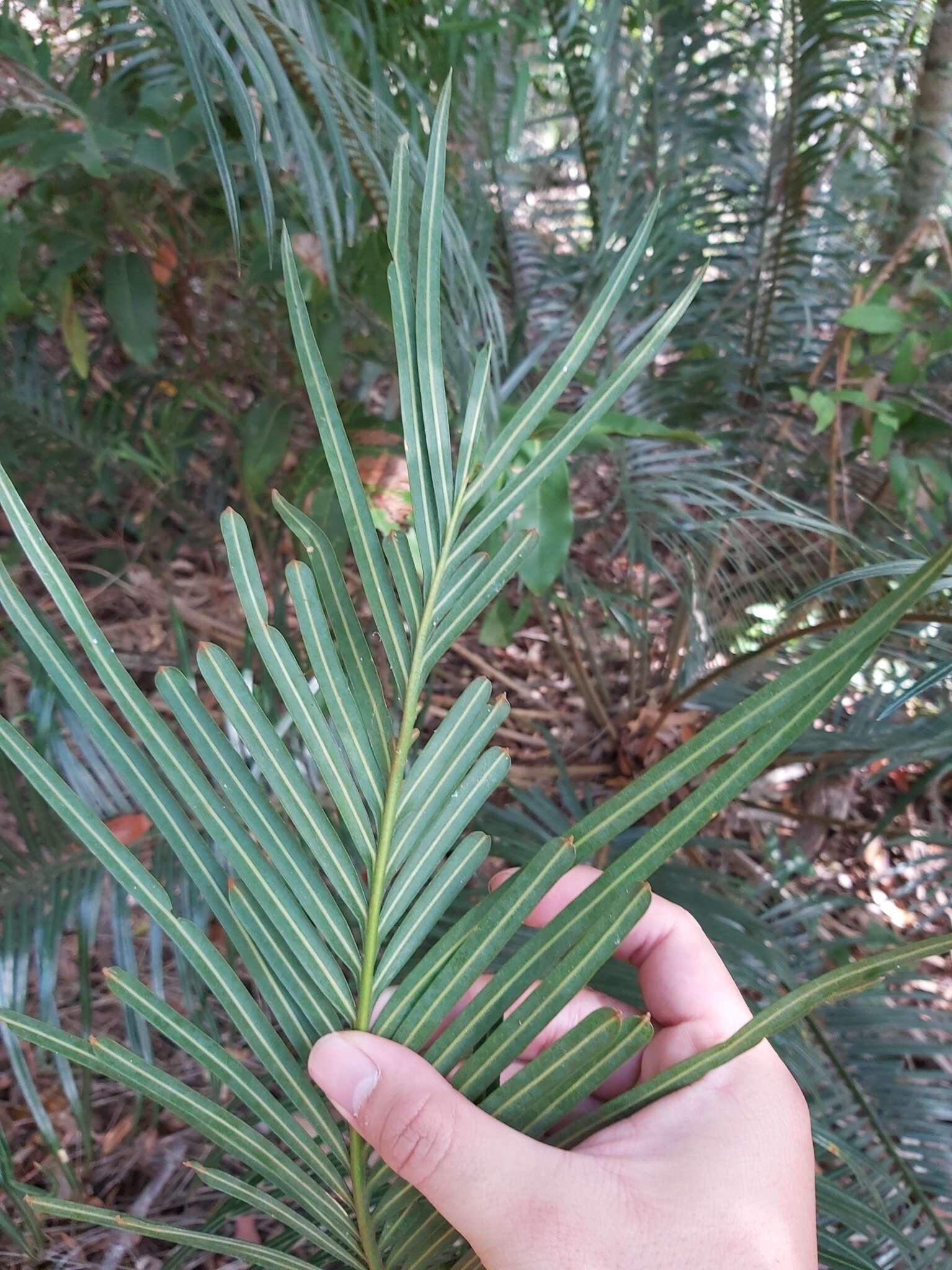 Image of Cycas media subsp. media