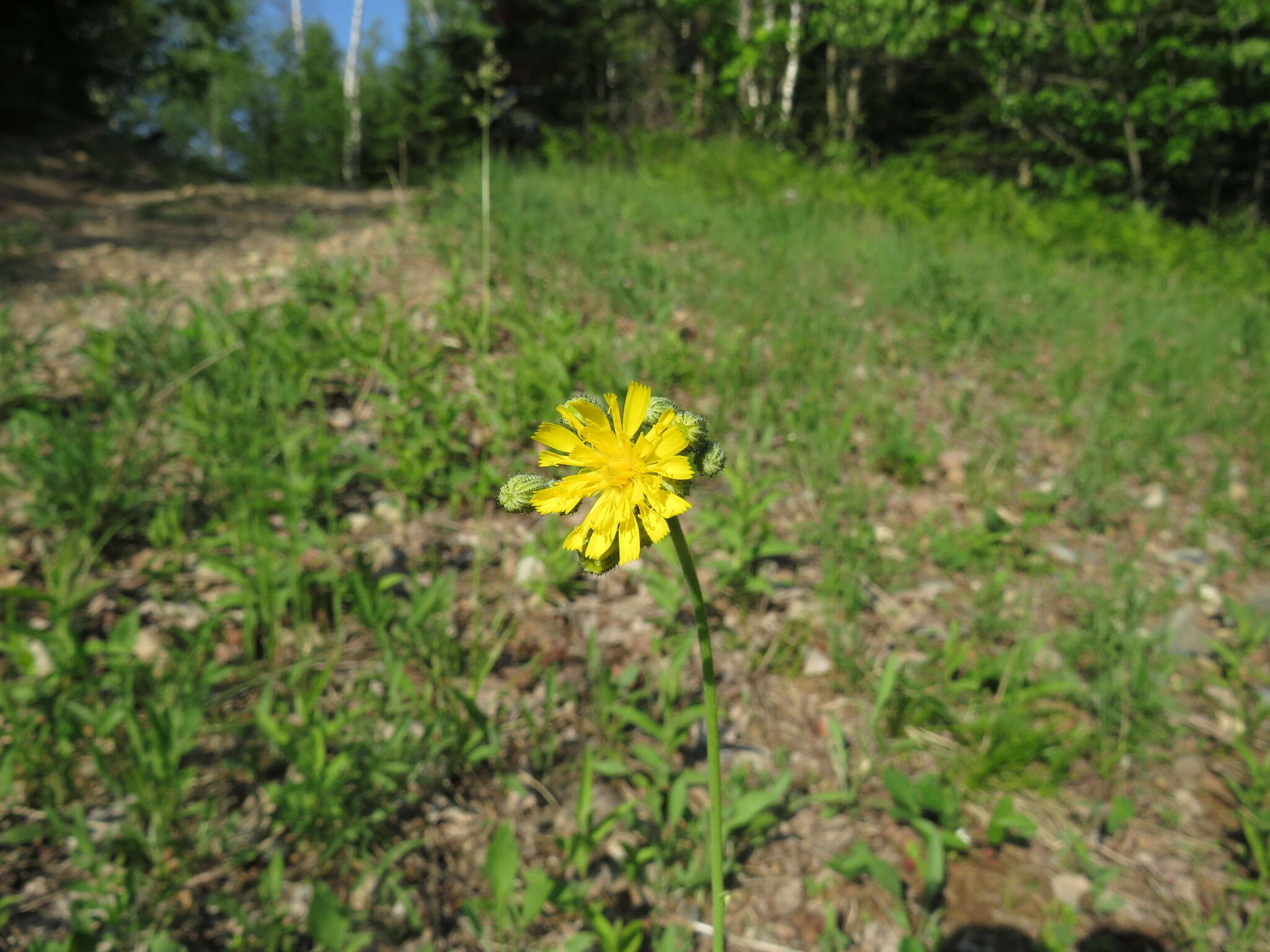 Image de Pilosella piloselloides (Vill.) Sojak