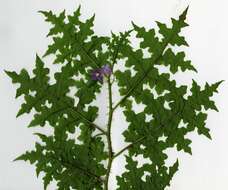 Image of Solanum mahoriense W. G. D' Arcy & A. Rakotozafy