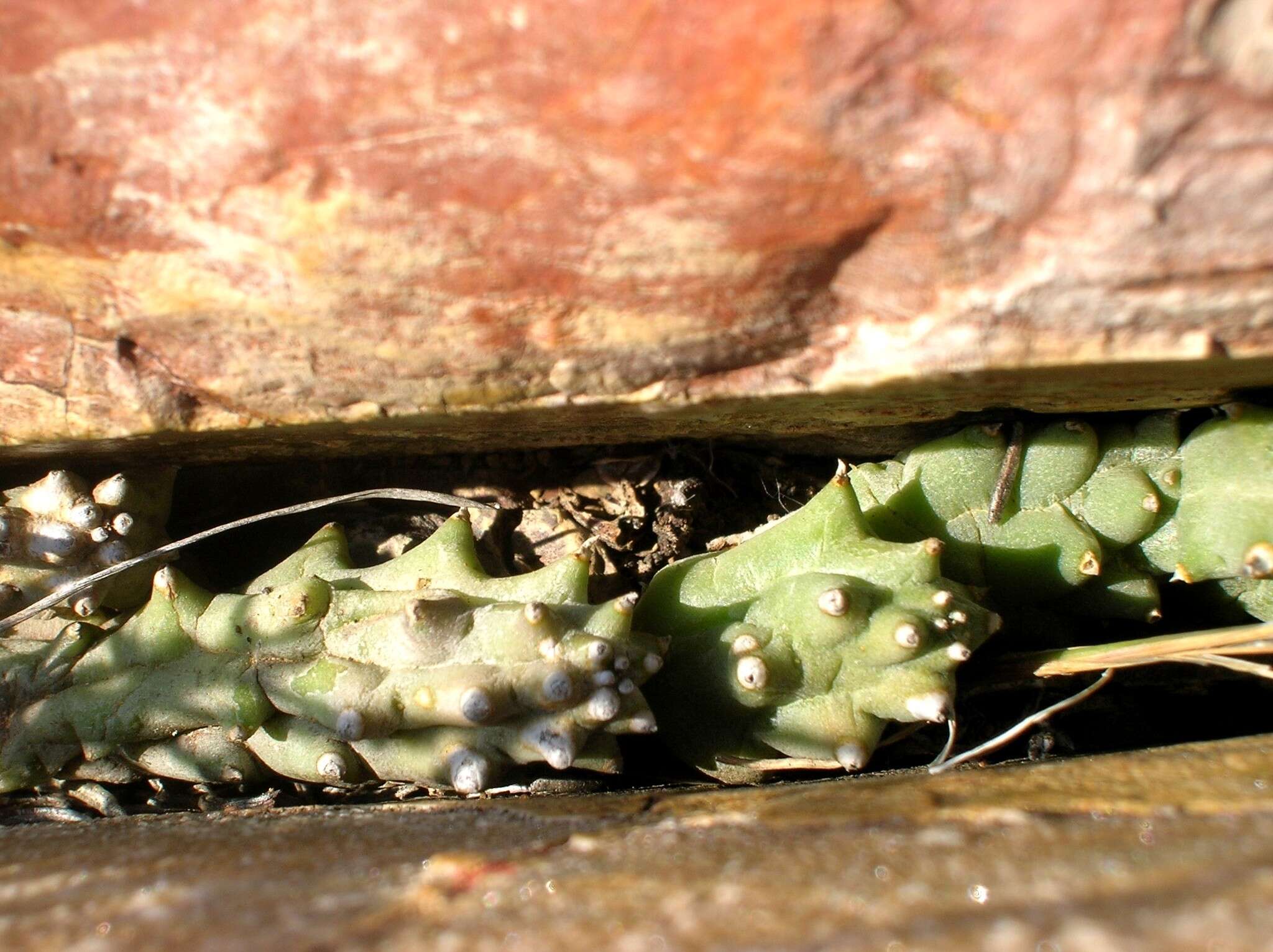 Image de Ceropegia caespitosa subsp. caespitosa