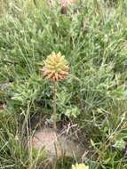 Image of Aloe modesta Reynolds