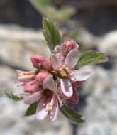 Image of fivepetal cliffbush