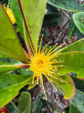 Image de Metrosideros laurifolia Brongn. & Gris