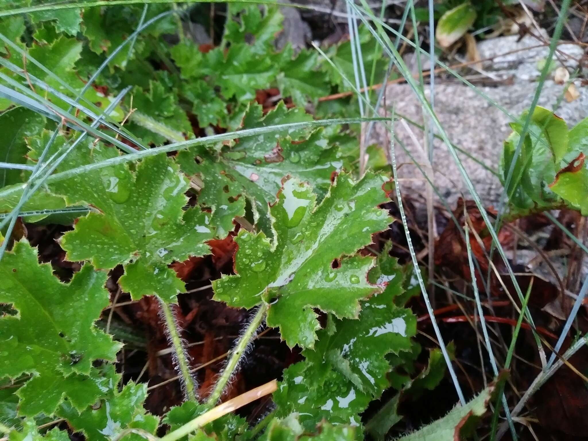 Image of crevice alumroot