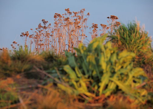 Image of <i>Achillea collina</i> J. Becker ex Rchb.