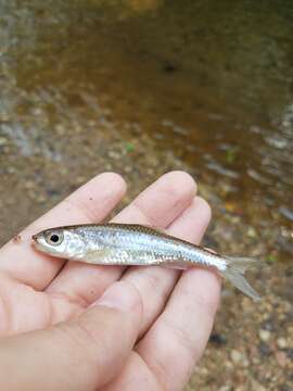 Imagem de Notropis scepticus (Jordan & Gilbert 1883)