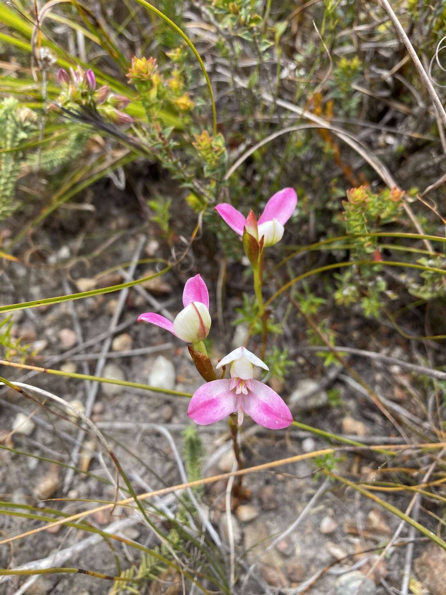 Sivun Disa filicornis (L. fil.) Thunb. kuva