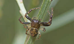 Image of Xysticus bimaculatus L. Koch 1867