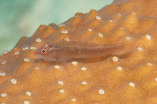 Image of Cling goby