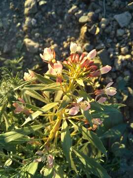 Eremothera boothii (Douglas) W. L. Wagner & Hoch的圖片