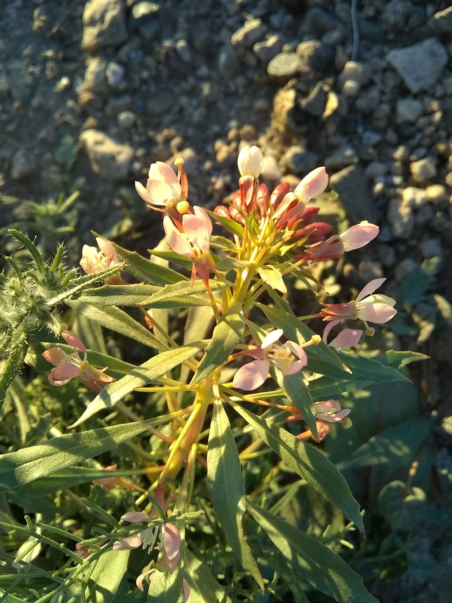 Eremothera boothii (Douglas) W. L. Wagner & Hoch的圖片