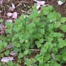 Image of Veronica polita subsp. lilacina (T. Yamaz.) T. Yamazaki